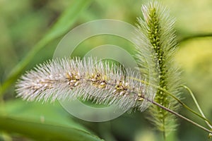 Close up of a little yellowish horsetail grass, visible clear grass seeds