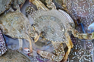 Close up of live blue crabs