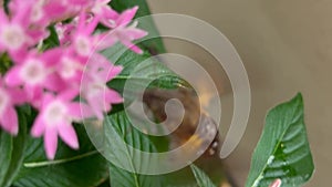 A close-up live camera footage of a big moth eating farina of a pink garden flower. 4k unstable view of insect