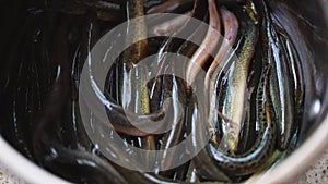 Close-up of live rice eel farmed in water basin