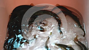 Close-up of live rice eel farmed in water basin