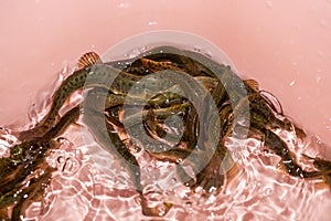 Close-up of live rice eel farmed in water basin