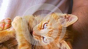 CLOSE UP: Lively orange baby cat bites its tail while lying in owners\' lap.