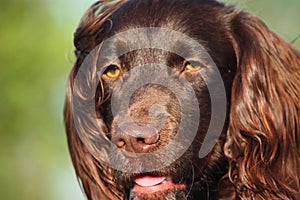 Close up of Liver coloured working type cocker spaniel pet gundog