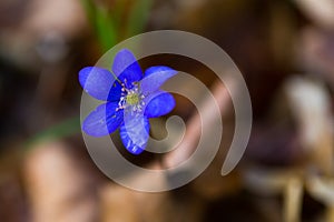 Close up of Liverworts flowers