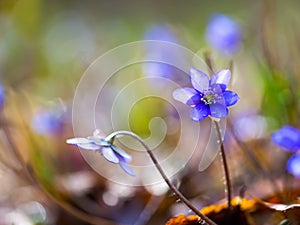 Close up of Liverworts flowers