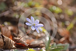 Close up of Liverworts flowers