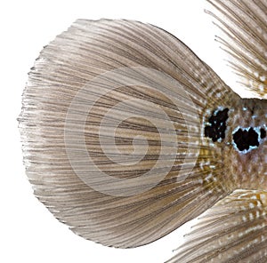 Close-up of a Living Legend's caudal fin, Flowerhorn cichlid