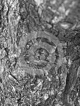 CLOSE-UP OF LIVING TREE BARK