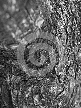 CLOSE-UP OF LIVING TREE BARK