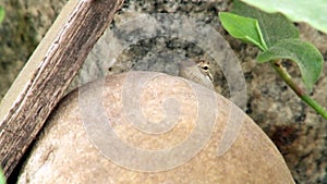 Close-up lizard