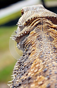 Close up of lizard