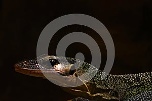 Close-up of a lizard in an animal park