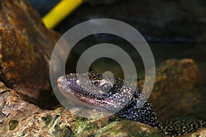 Close-up of a lizard in an animal park.