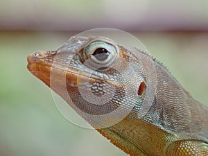 Close-up of a lizard on Bequia