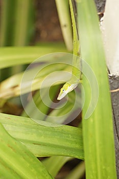 Close-up of a lizard on a blade of grass