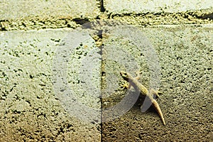 Close up lizard on the brick wall at night. Abstract background