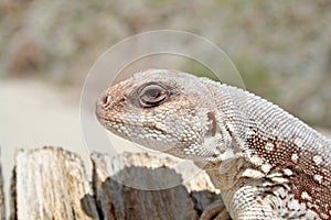 Close Up. Lizard, Desert Iguana, Dipsosaurus dorsalis dorsalis