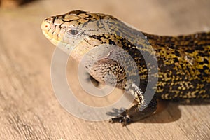 close-up lizard head on the wooden floor in the living room. An exotic pet