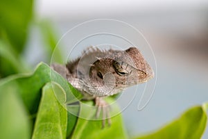 Close up lizard in nature