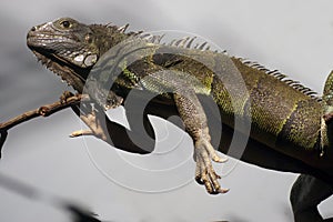 Close up of a lizard sitting on a branch waiting for a prey