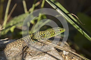 Close up of Lizard on tree