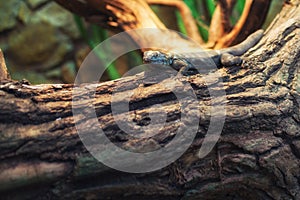 Close up on lizard on the tree