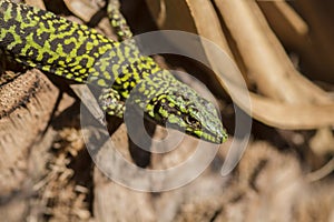 Close up of Lizard on tree