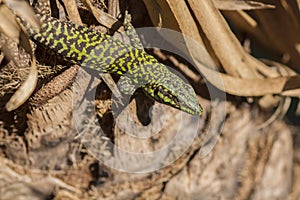 Close up of Lizard on tree