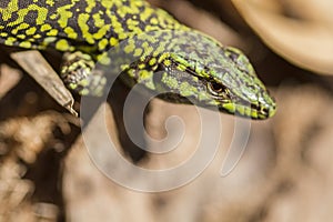 Close up of Lizard on tree