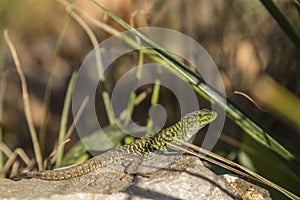 Close up of Lizard on tree