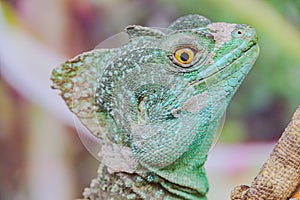 close-up of a lizard with a vibrant purple background. The lizard has a spiky body and colorful markings, making it a