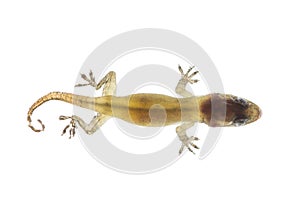 Close-up lizard  on white background