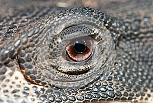 Close up of lizards eye