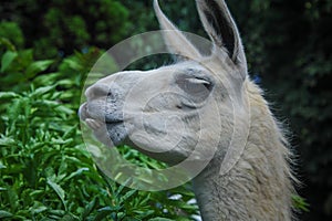 Close up Llama. Headshot, profile view, haughty expression