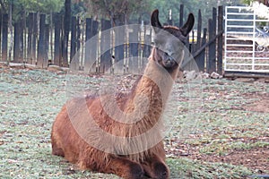Close up Llama lying down with legs tucked in, black face with open mouth showing very large teeth