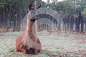 Close up Llama lying down with legs tucked in, black face with open mouth showing very large teeth