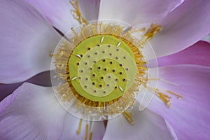 close up of lndian Lotus, Sacred Lotus, Bean of India,lily water  in the nature. photo