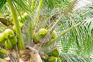 Close-up load cluster of young fruit green coconuts hanging on tree top with lush green foliage branch at tropical garden in Nha