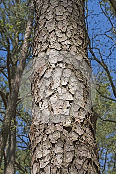 Close up of Loblolly Pine Tree Bark