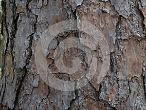Close Up of Loblolly Pine Tree`s Bark