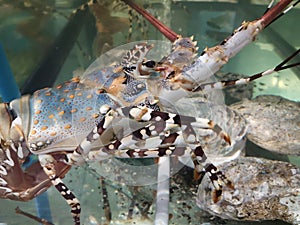 close up Lobster at a fish tank. fish market