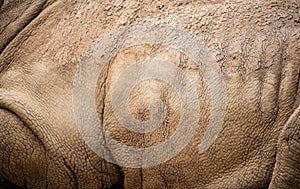 Close up local details of a rhinoceros skin covered with mud