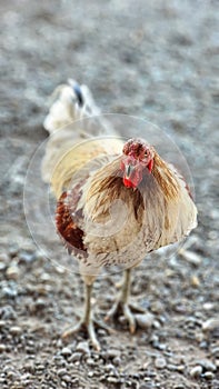 close up of local rooster. portrait of a rooster
