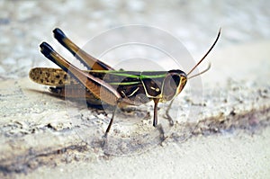 Close-up of  a Locust