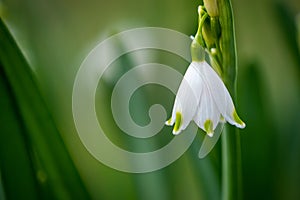 Close-up of a lodden lily flower