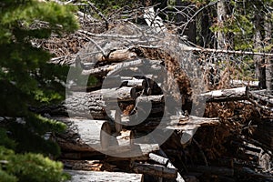 Close-up of Log Deck in Forest on a Sunny Summer Day