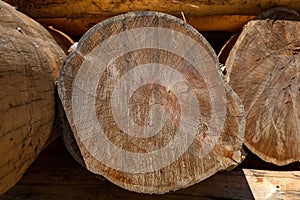 Close-up on a log of a tree in the form of a round timber with rings. Log construction material