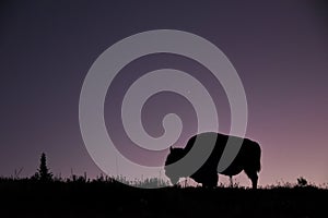 Close-up of Lone bison in the meadow of Hayden Valley at sunset