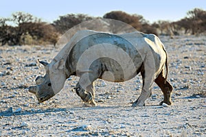 Close up of lone black rhino in Etosha National Park